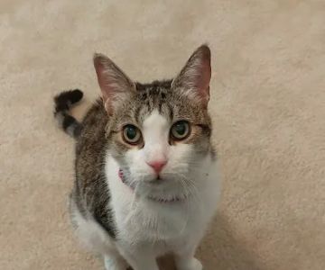 Animal Care Clinic of Concord