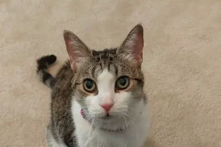 Animal Care Clinic of Concord