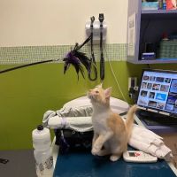 Rose City Veterinary Hospital ico
