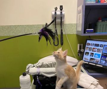Rose City Veterinary Hospital