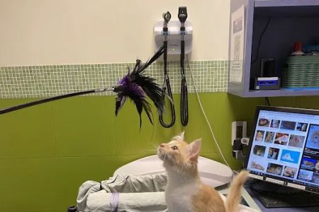 Rose City Veterinary Hospital