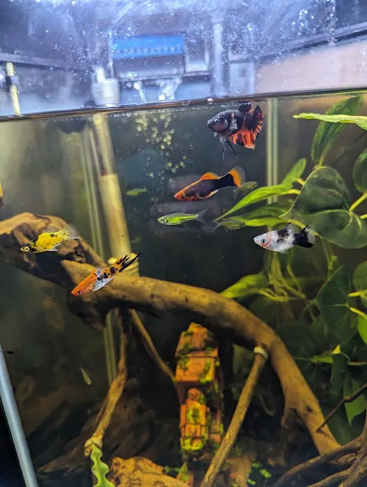 Red Fish Blue Fish Aquatics 12