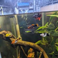 Red Fish Blue Fish Aquatics ico