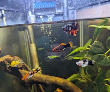 Red Fish Blue Fish Aquatics