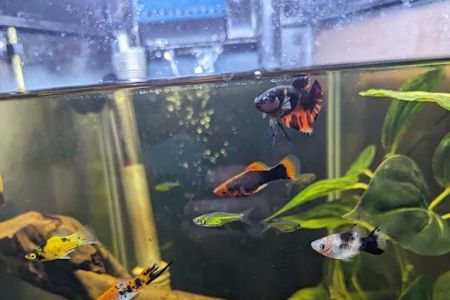 Red Fish Blue Fish Aquatics