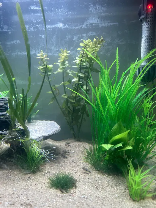 Red Fish Blue Fish Aquatics 12