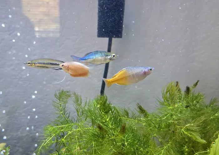 Red Fish Blue Fish Aquatics 12
