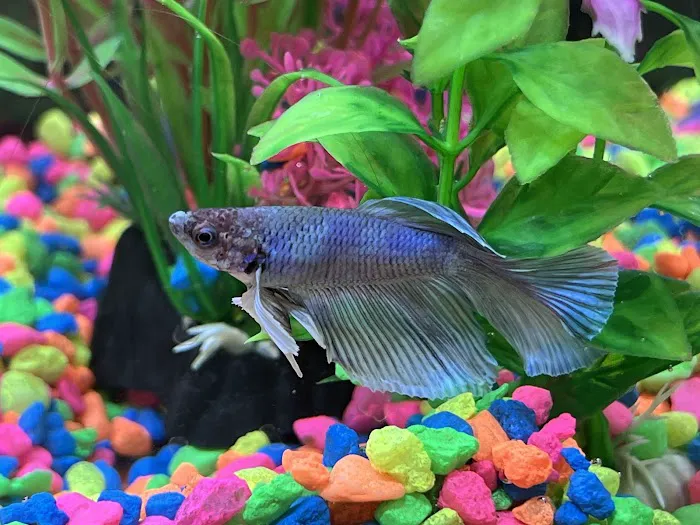 Red Fish Blue Fish Aquatics 12