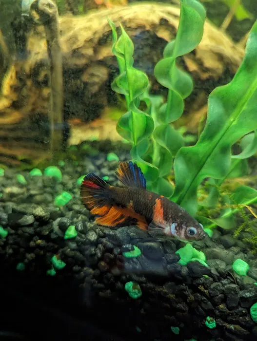 Red Fish Blue Fish Aquatics 12