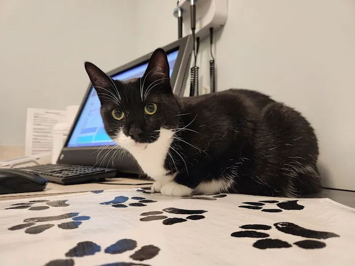 City Pets Vet 12