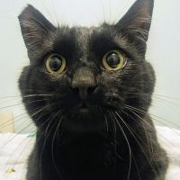 City Pets Vet ico