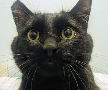 City Pets Vet