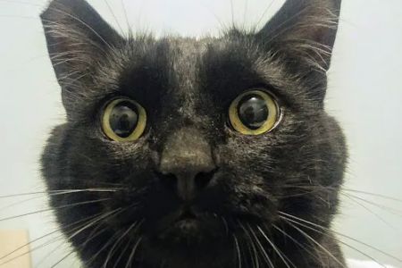 City Pets Vet