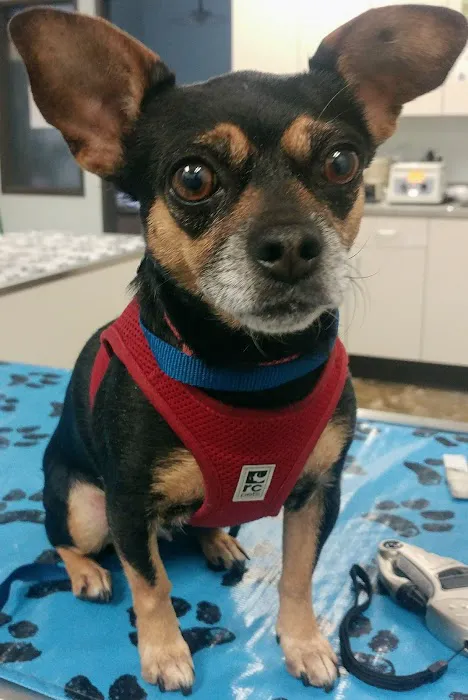 City Pets Vet 12