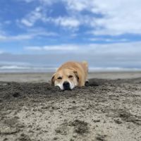 Wildwood Veterinary Clinic ico