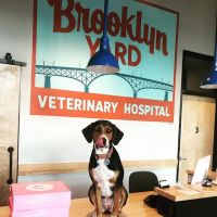 Brooklyn Yard Veterinary Hospital ico