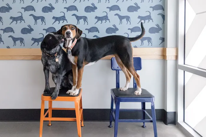 Brooklyn Yard Veterinary Hospital 3
