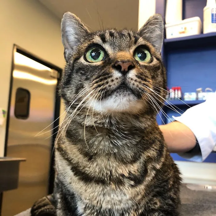 Brooklyn Yard Veterinary Hospital 9
