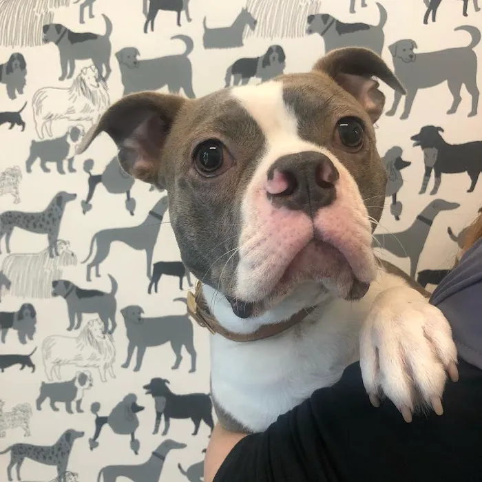 Brooklyn Yard Veterinary Hospital 10