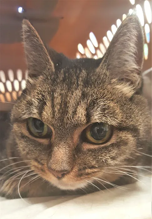 Best Friends Veterinary Medical Center 12