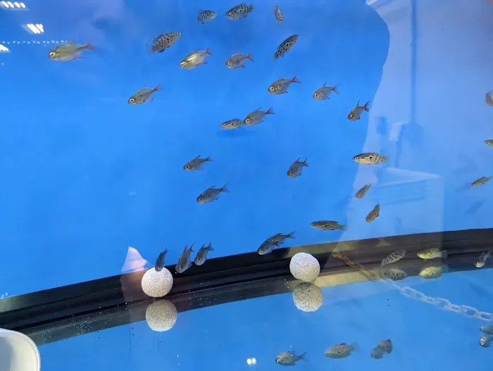 Big Kahuna Tropical Fish 12
