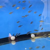 Big Kahuna Tropical Fish ico
