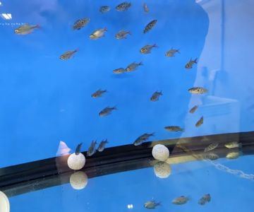 Big Kahuna Tropical Fish