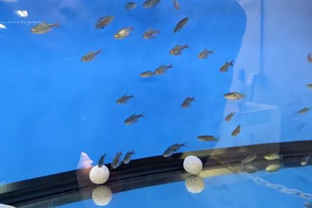 Big Kahuna Tropical Fish