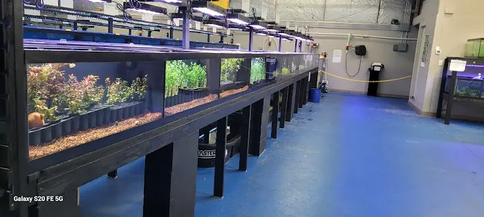 Big Kahuna Tropical Fish 12