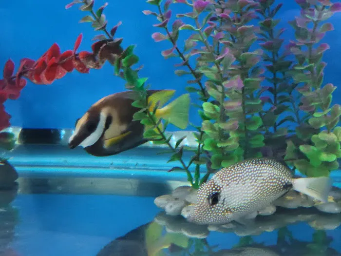 Big Kahuna Tropical Fish 12