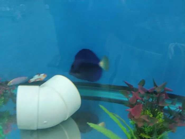 Big Kahuna Tropical Fish 12