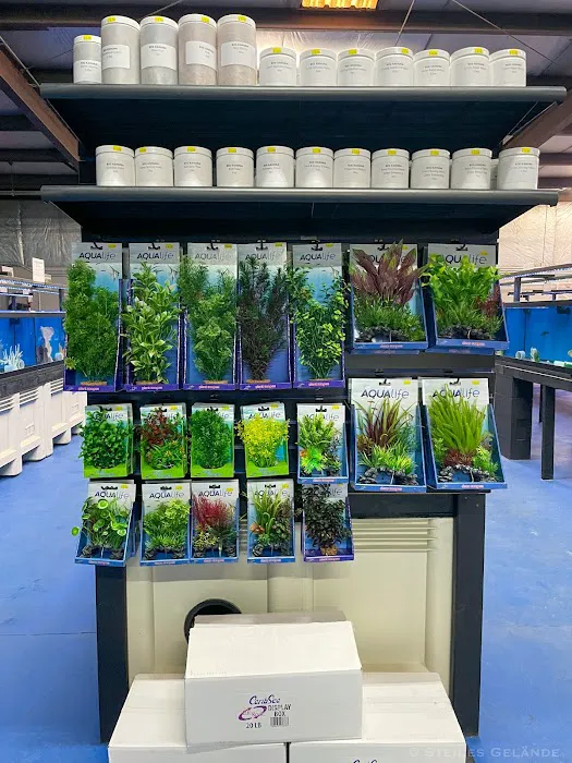 Big Kahuna Tropical Fish 12