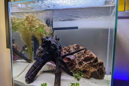 The Golden Guppy