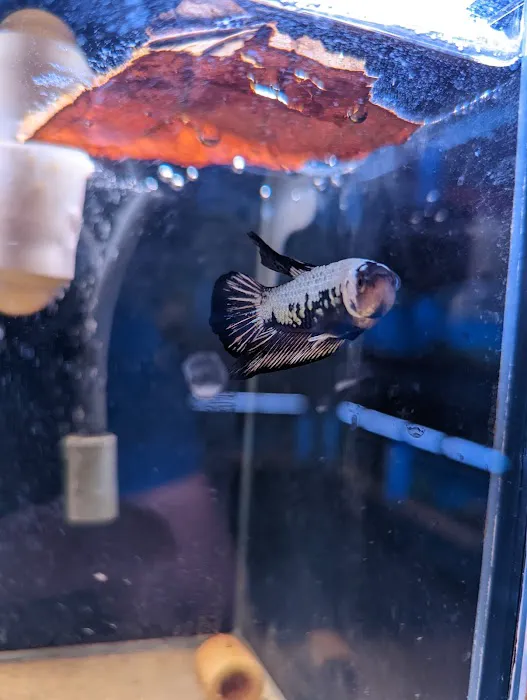 The Golden Guppy 12