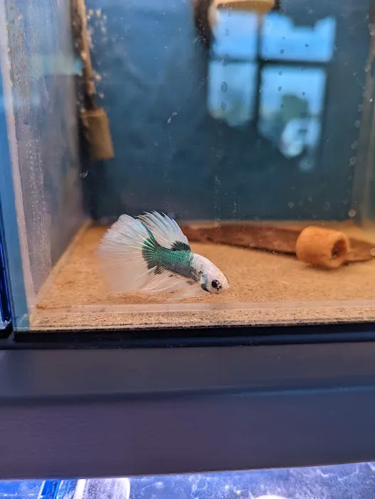 The Golden Guppy 12