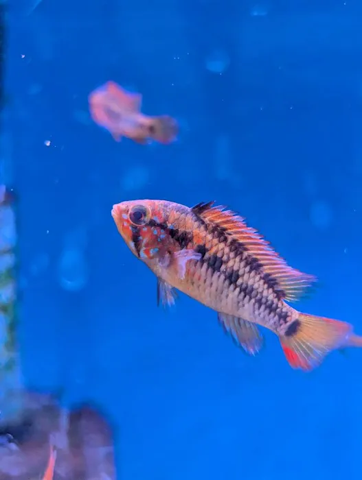 The Golden Guppy 12
