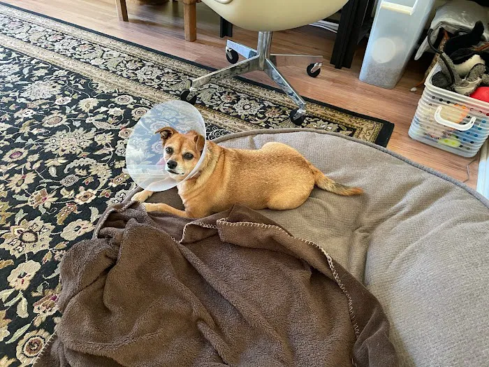 Vista Pet Hospital 12