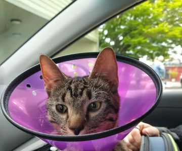 Vista Pet Hospital