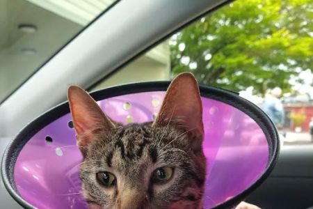Vista Pet Hospital