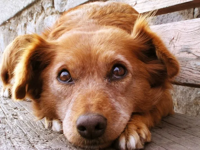 Vista Pet Hospital 12