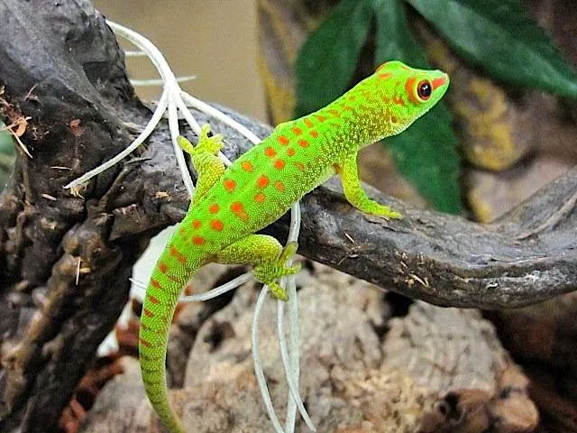 Reptile Rapture 12