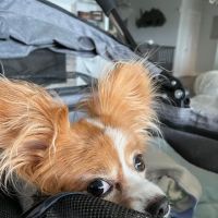 BluePearl Pet Surgery ico