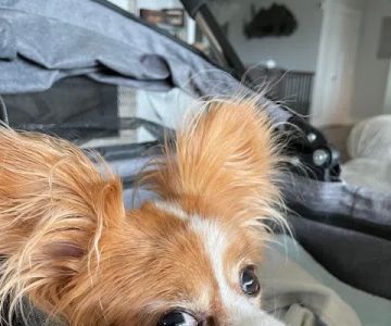 BluePearl Pet Surgery