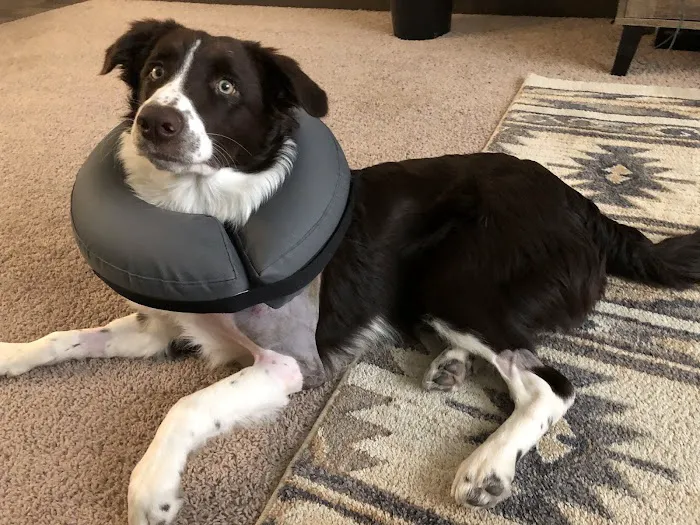 BluePearl Pet Surgery 12