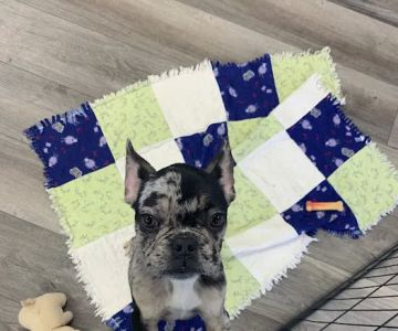 The Puppy Emporium
