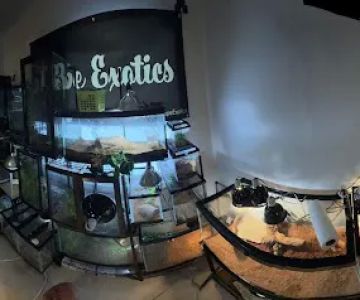 Dope Exotics Reptiles