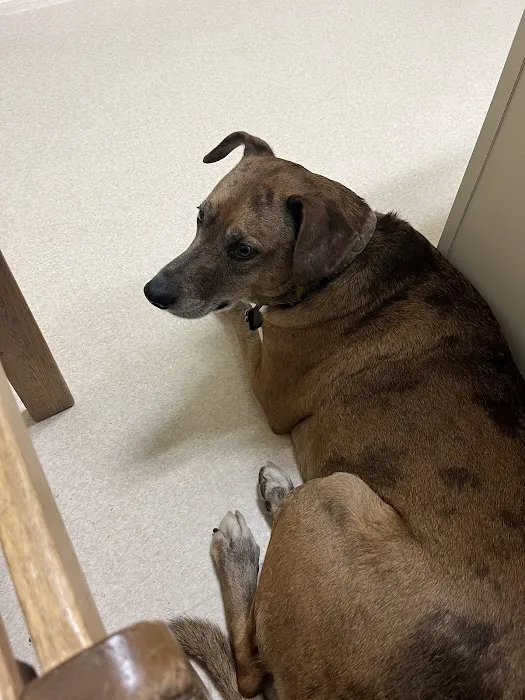 Laurelwood Animal Hospital 12