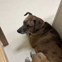 Laurelwood Animal Hospital ico
