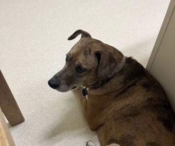 Laurelwood Animal Hospital