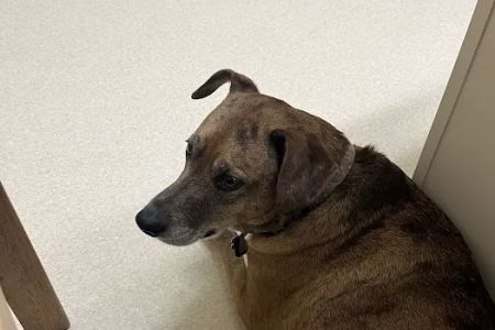 Laurelwood Animal Hospital
